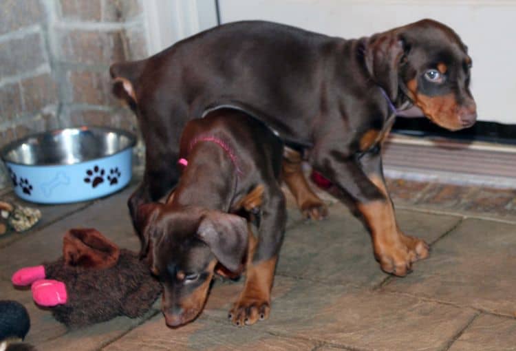 7 week old black/rust and red/rust doberman pups