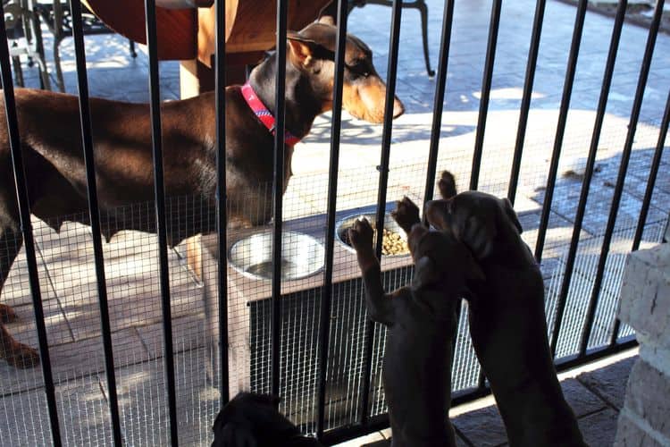 7 week old black/rust and red/rust doberman pups