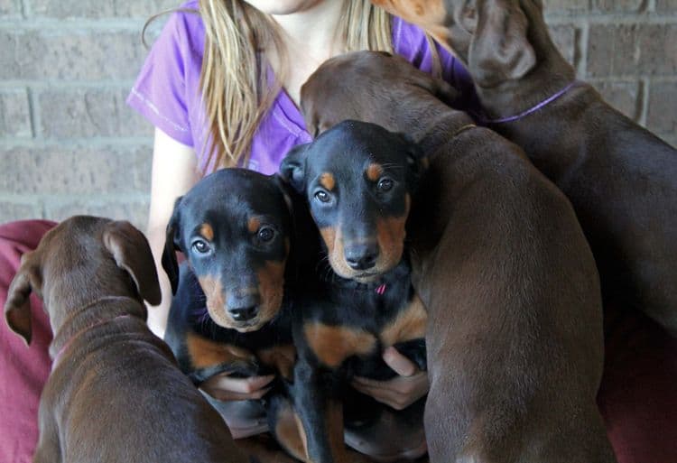 7 week old black/rust and red/rust doberman pups