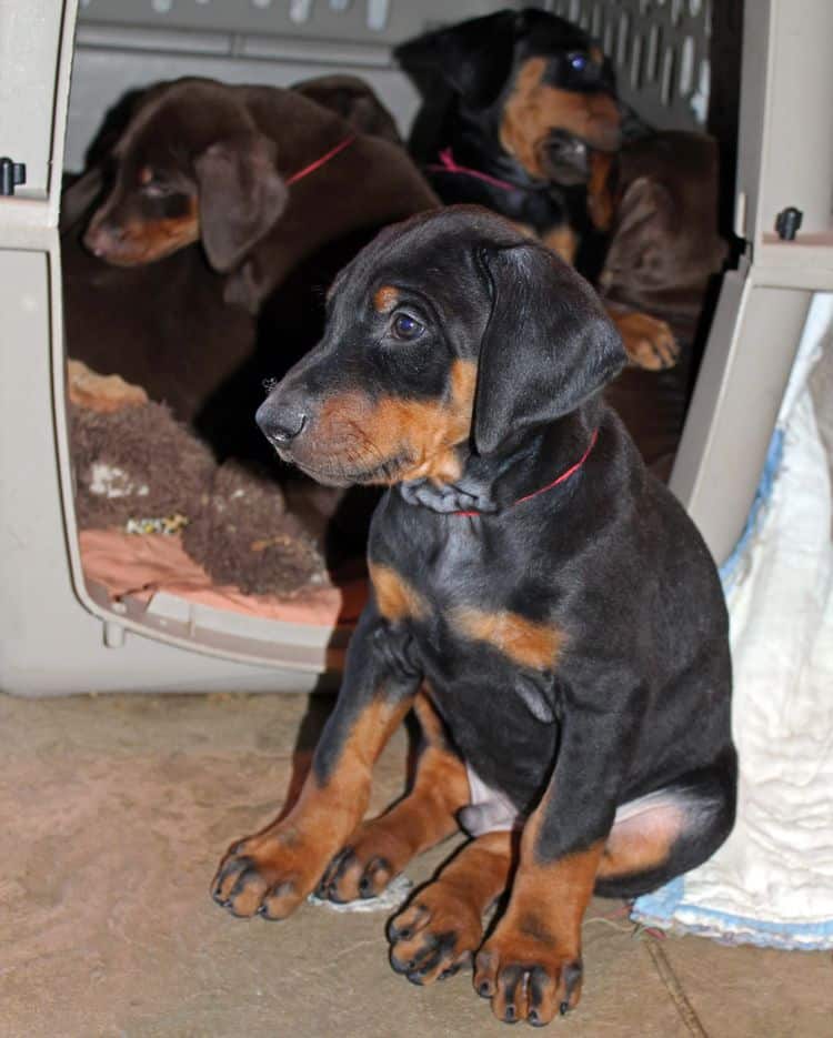 7 week old black/rust and red/rust doberman pups