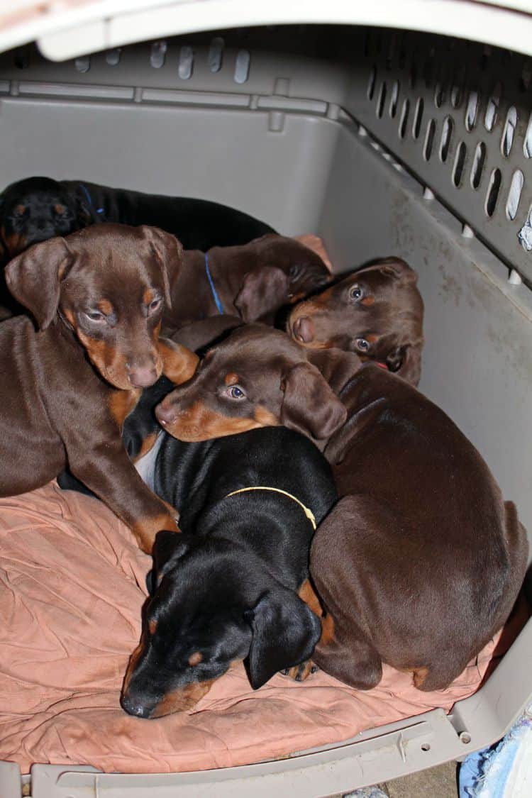 7 week old black/rust and red/rust doberman pups