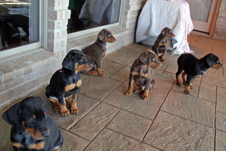 7 week old black/rust and red/rust doberman pups