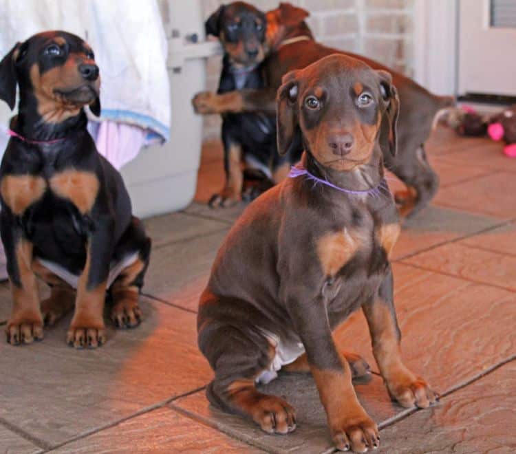 7 week old black/rust and red/rust doberman pups