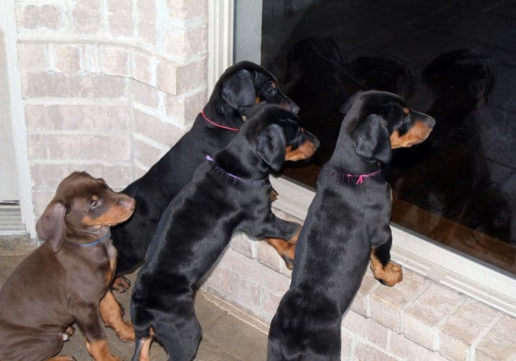 7 week old black/rust and red/rust doberman pups