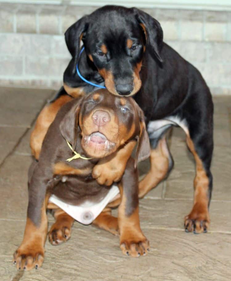 7 week old black/rust and red/rust doberman pups