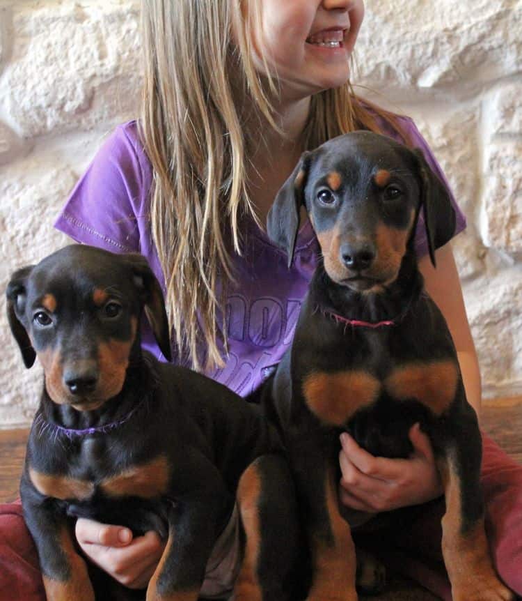 7 week old black and rust female doberman pup; champion sired