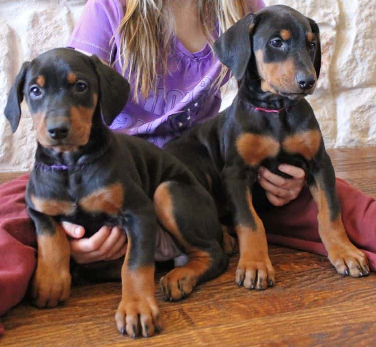 7 week old black and rust female doberman pup; champion sired