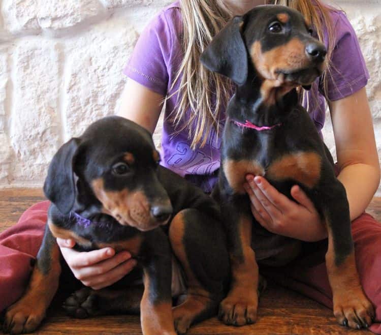 7 week old black and rust female doberman pup; champion sired