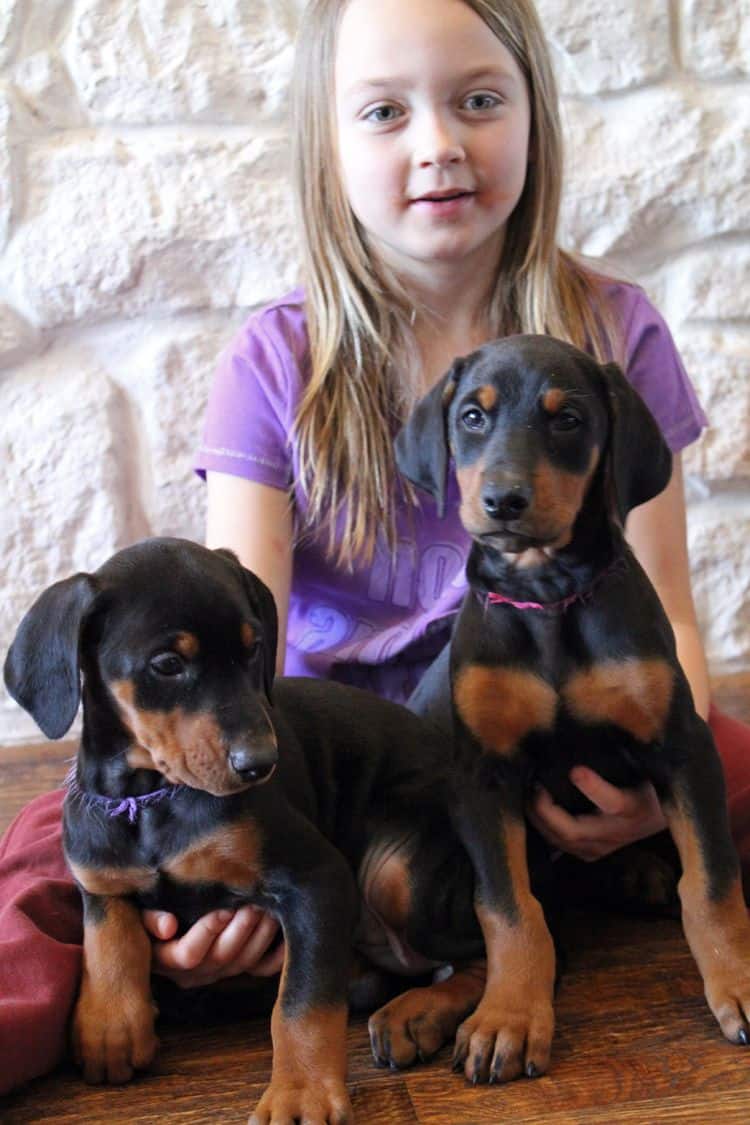 7 week old black and rust female doberman pup; champion sired