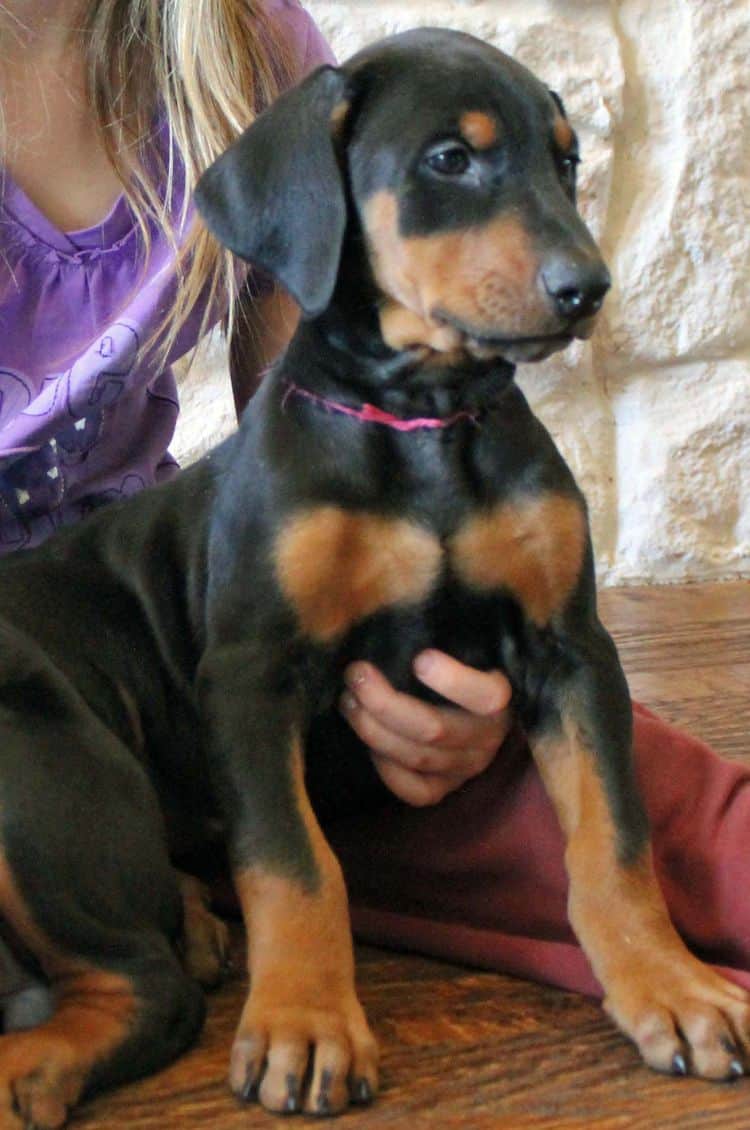 7 week old black and rust female doberman pup; champion sired