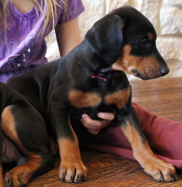 7 week old black and rust female doberman pup; champion sired