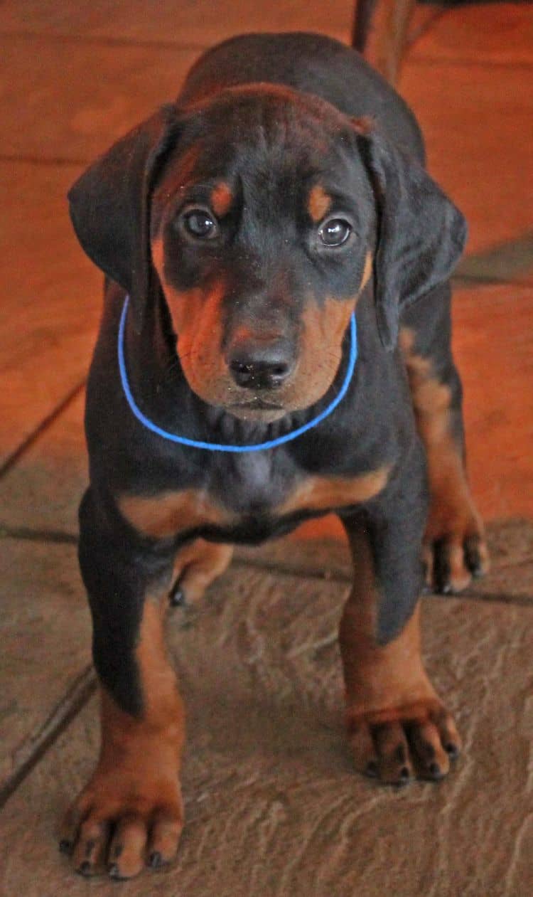 7 week old black and rust male doberman pup; champion sired