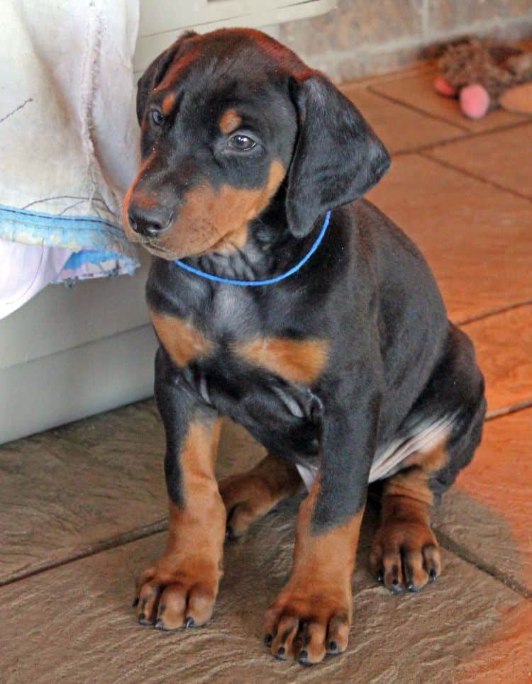 7 week old black and rust male doberman pup; champion sired.