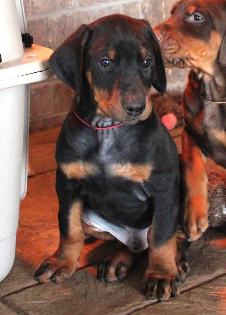 7 week old black and rust male doberman pup; champion sired