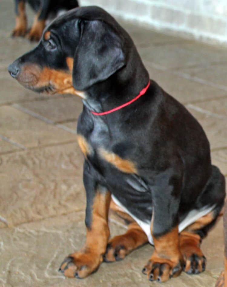 7 week old black and rust male doberman pup; champion sired