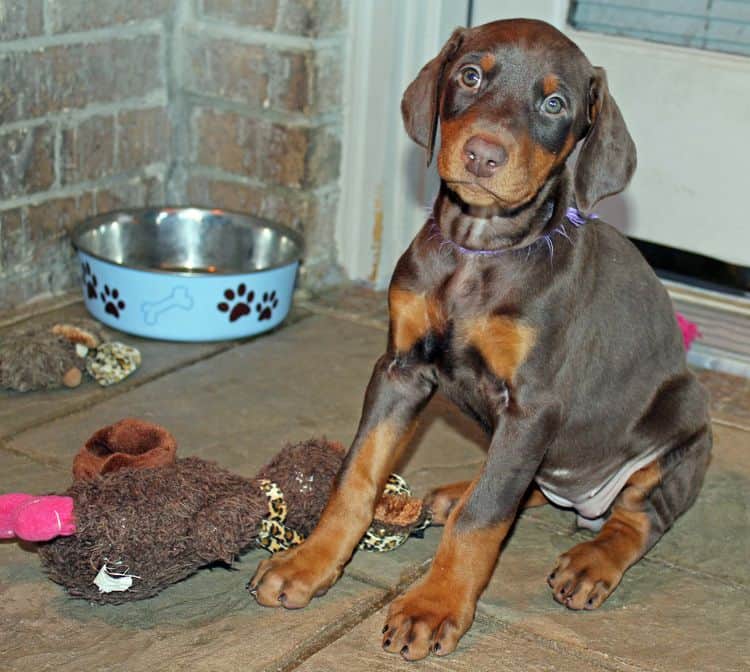 red and rust female doberman puppy