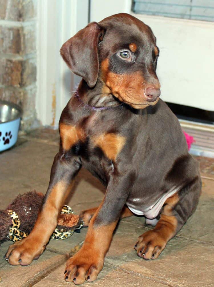 7 week old red and rust female doberman pup; champion sired