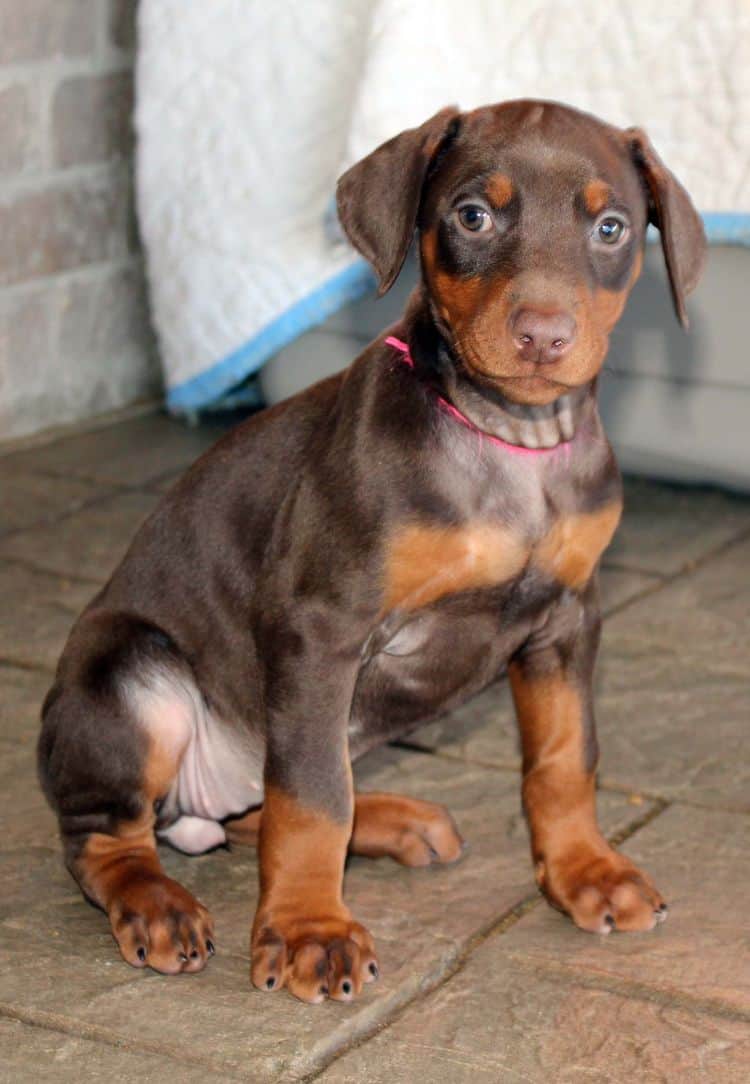 7 week old red and rust female doberman pup; champion sired