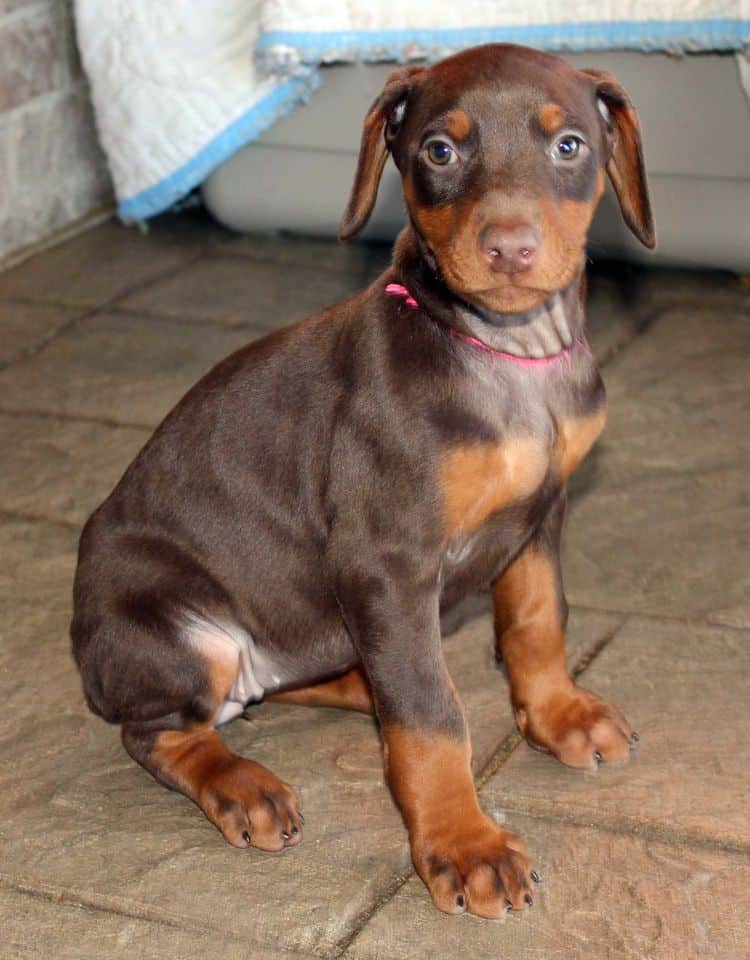 7 week old red and rust female doberman pup; champion sired