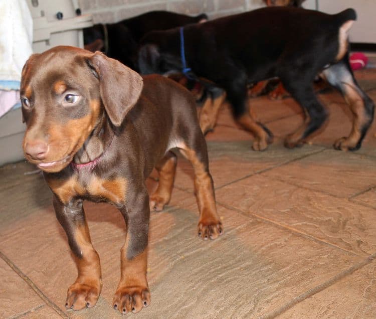 7 week old red and rust female doberman pup; champion sired