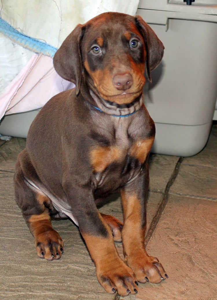 7 week old red and rust male doberman pup; champion sired