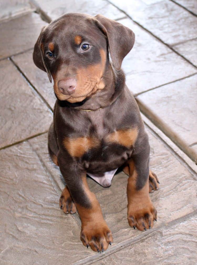 7 week old red and rust male doberman pup; champion sired
