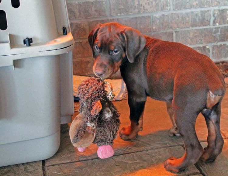 7 week old red and rust male doberman pup; champion sired