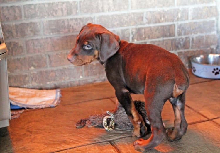 7 week old red and rust male doberman pup; champion sired