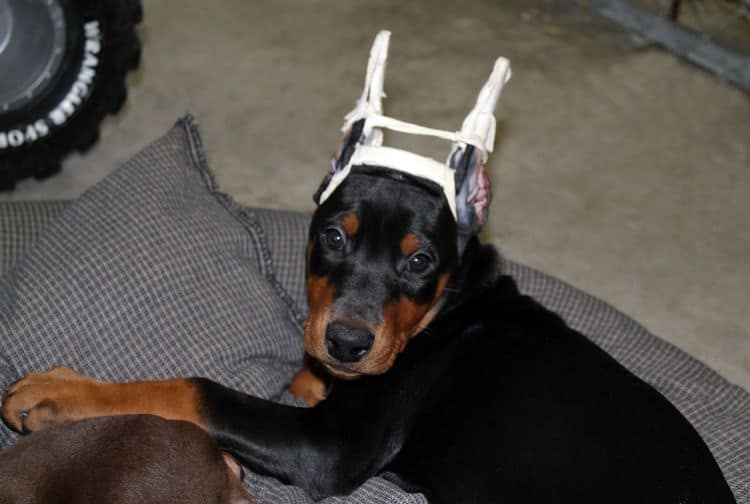 cropped black and rust female dobie pup; champion sired
