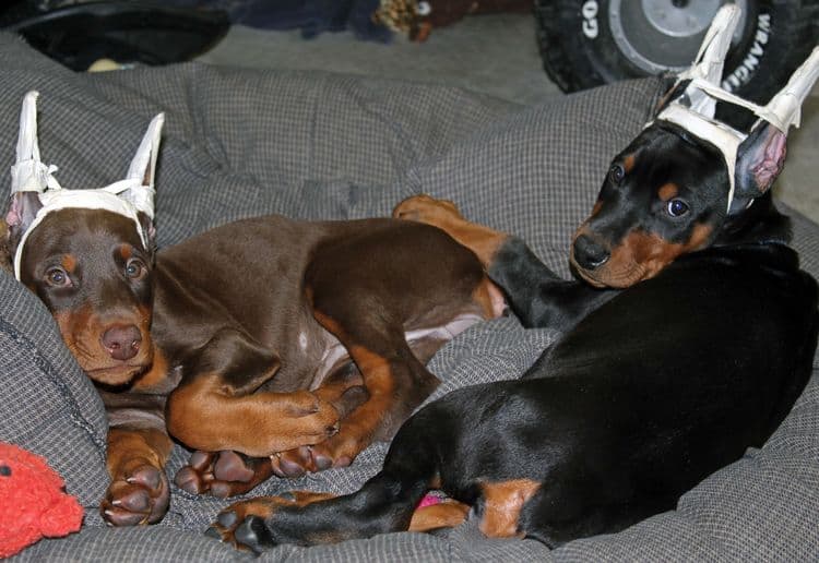 cropped red and rust female dobie pup; champion sired