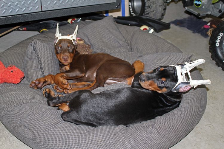 cropped red and rust female dobie pup; champion sired