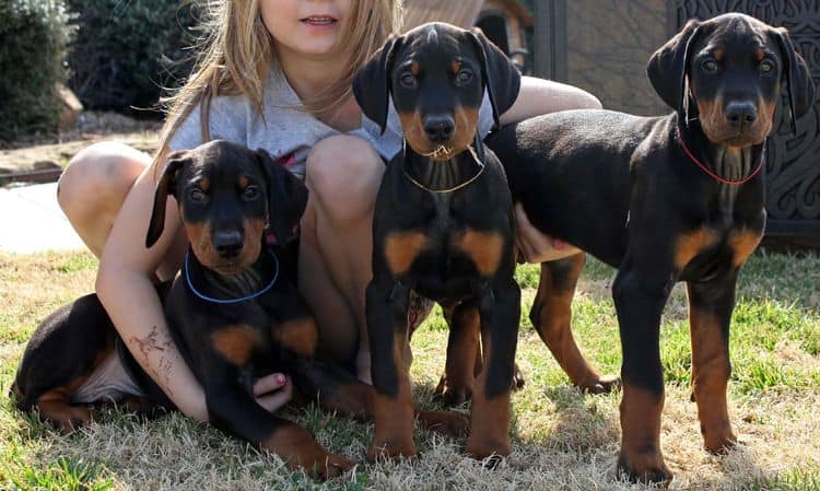 8 week old black and rust male doberman pups champion sired