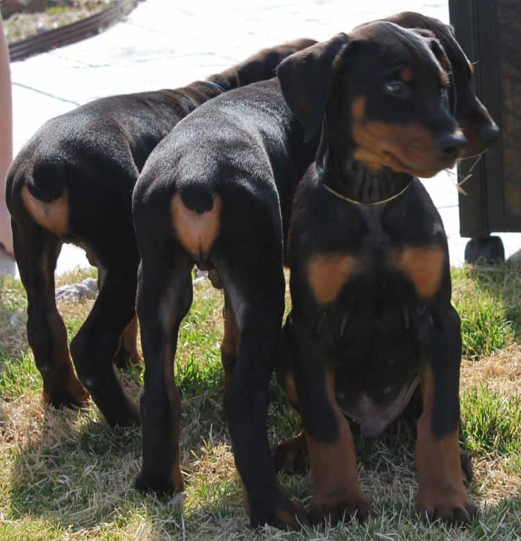 8 week old black and rust male doberman pups; champion sired