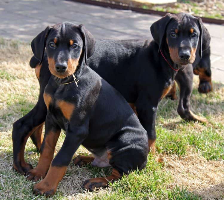 11 week old store doberman