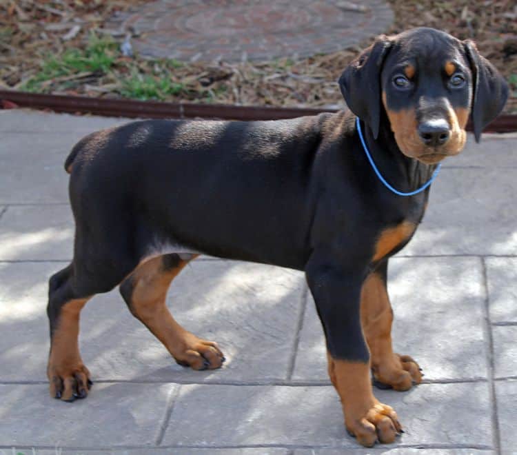 8 week old black and rust male doberman pup; champion sired