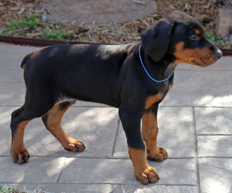 8 week old black and rust male doberman pup; champion sired