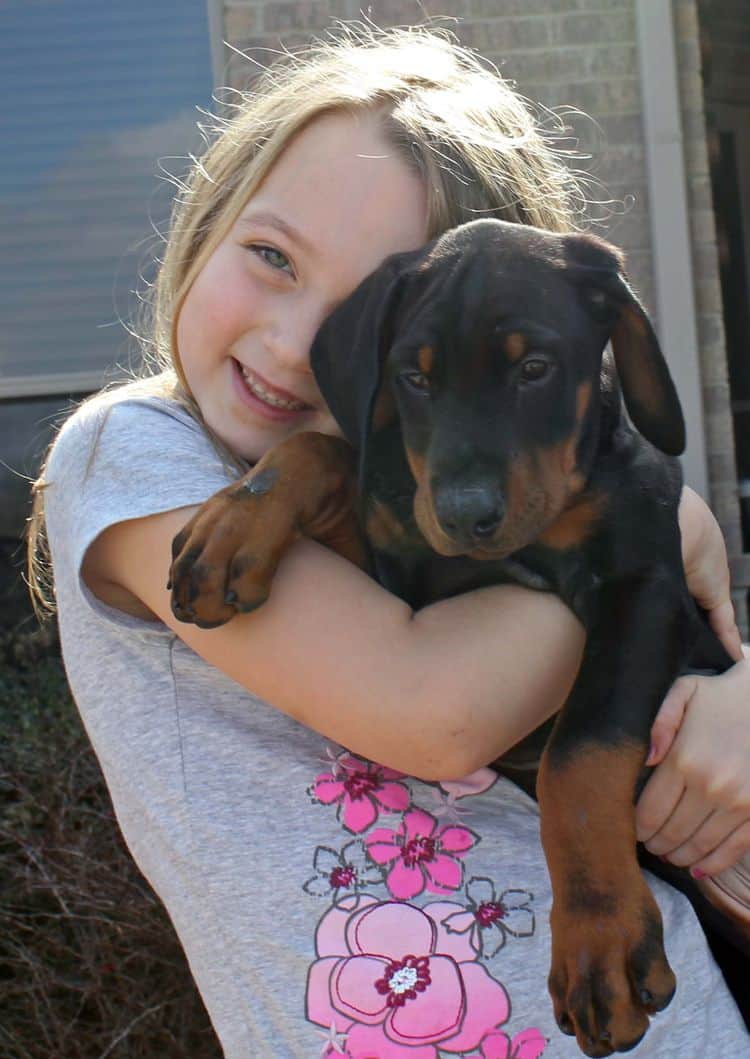 8 week old black and rust male doberman pup; champion sired