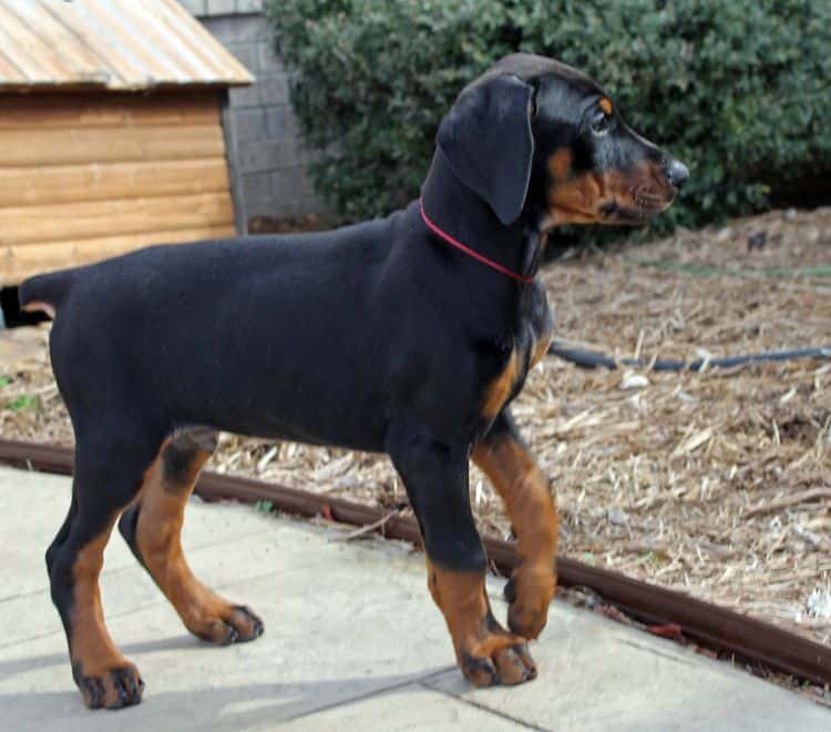 8 week old black and rust male doberman pup; champion sired