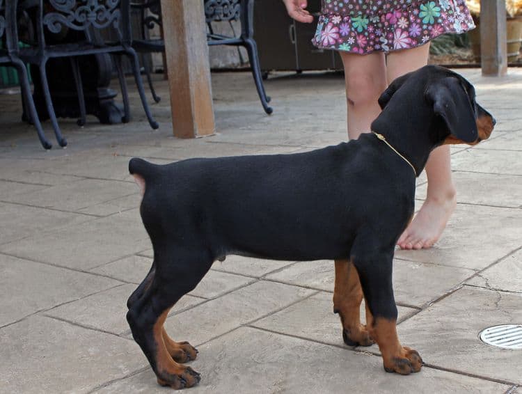 8 week old black and rust male doberman pup; champion sired