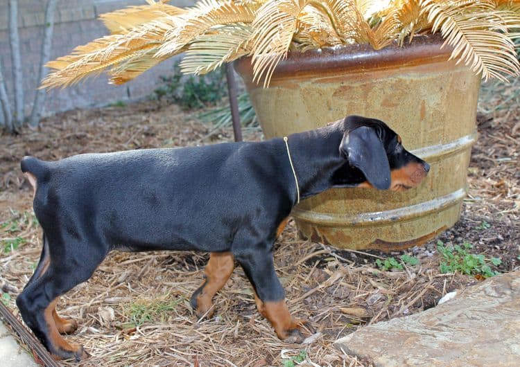 8 week old black and rust male doberman pup; champion sired