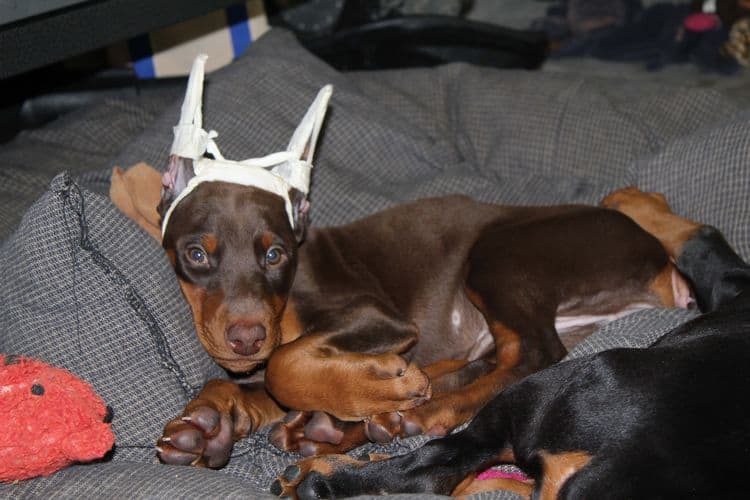 cropped red and rust female dobie pup; champion sired