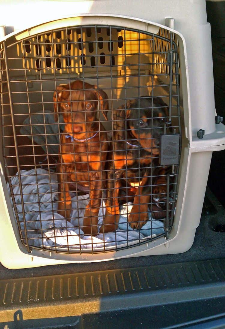 dobie pups crated for ride to veterinarian