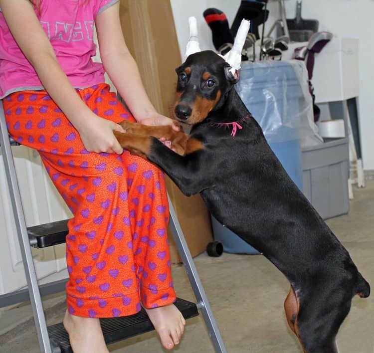 cropped black and rust female doberman puppy - trip to vet; champion sired