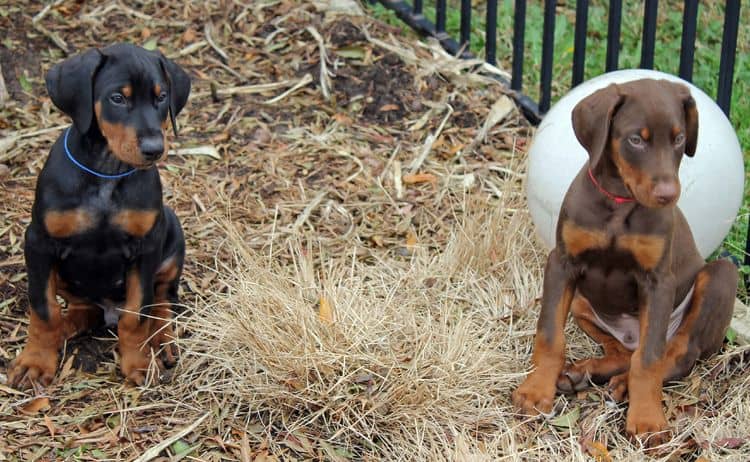 9 week old red and rust, black and rust doberman puppies; champion sired