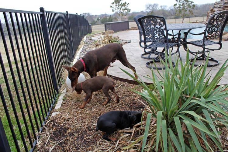 9 week old red and rust, black and rust doberman puppies; champion sired