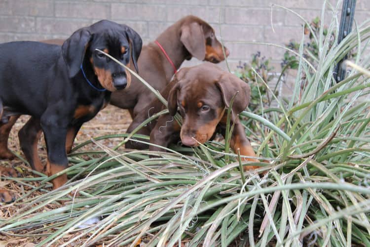 9 week old red and rust, black and rust doberman puppies; champion sired