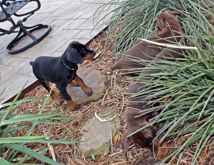 black and rust male doberman pupp; champion sired