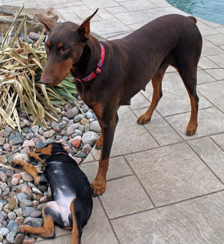 9 week old black and rust female doberman puppy; champion sired