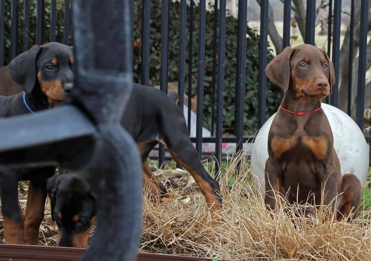 9 week old red and rust, black and rust doberman puppies; champion sired