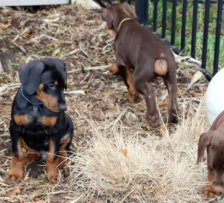 9 week old red and rust, black and rust doberman puppies; champion sired